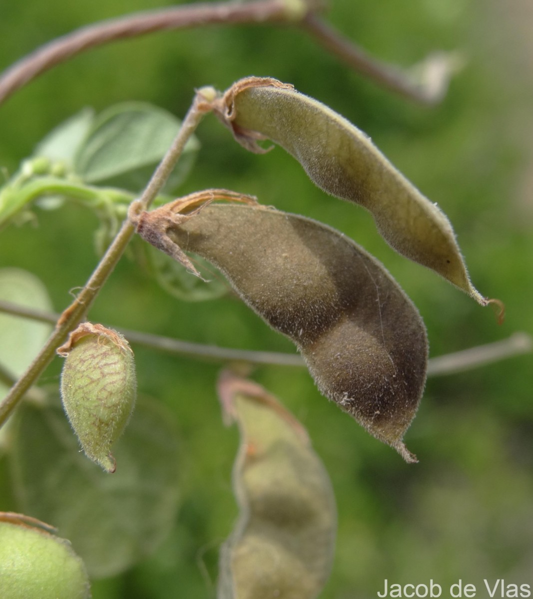 Rhynchosia minima (L.) DC.